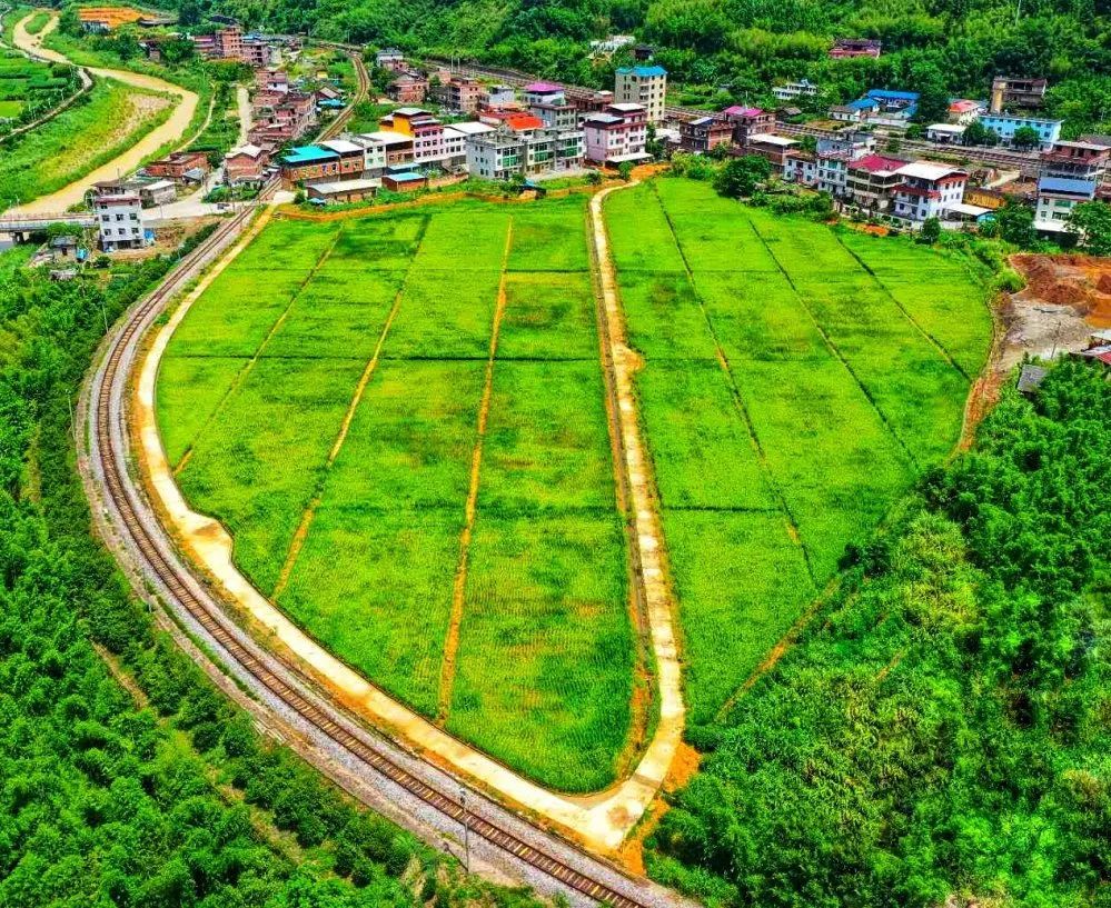 大深废弃矿山治理点 走进漳平市芦芝镇大深村,漳泉铁路旁的稻田里