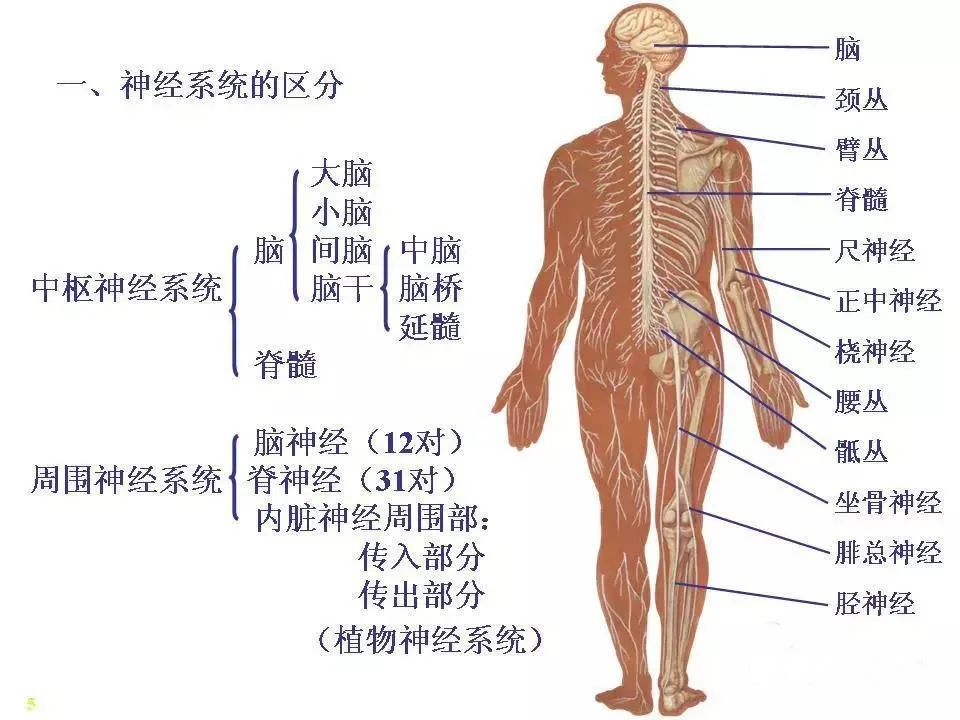 神经系统脊髓解剖图