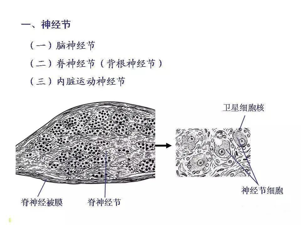 神经系统脊髓解剖图