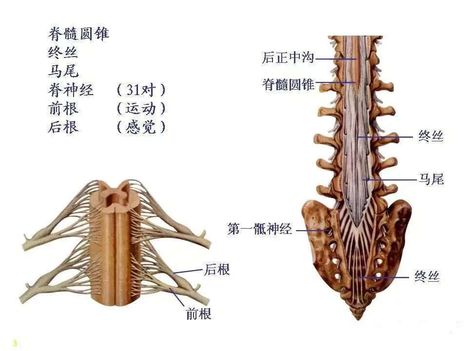 神经系统脊髓解剖图