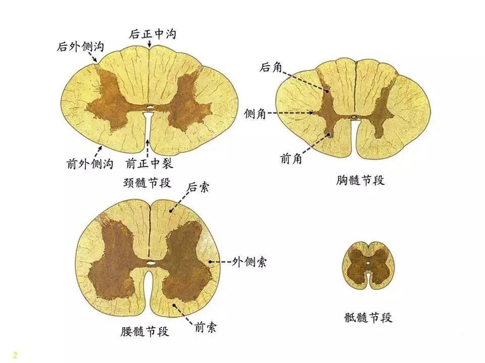 神经系统脊髓解剖图