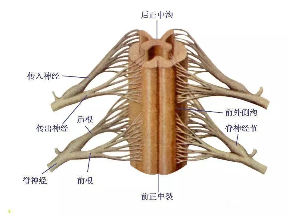 神经系统脊髓解剖图