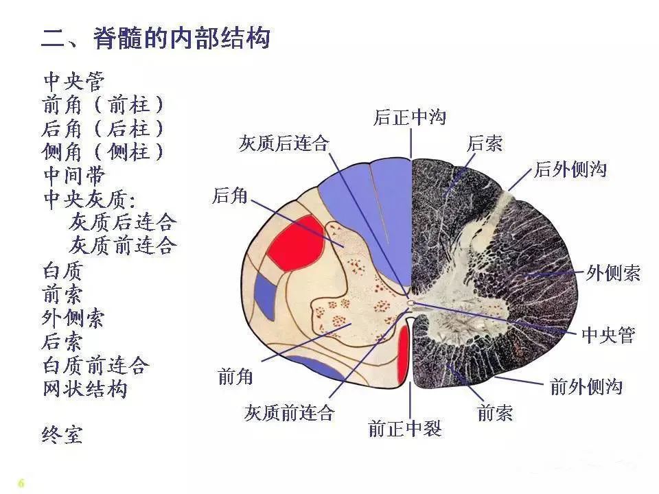 神经系统脊髓解剖图