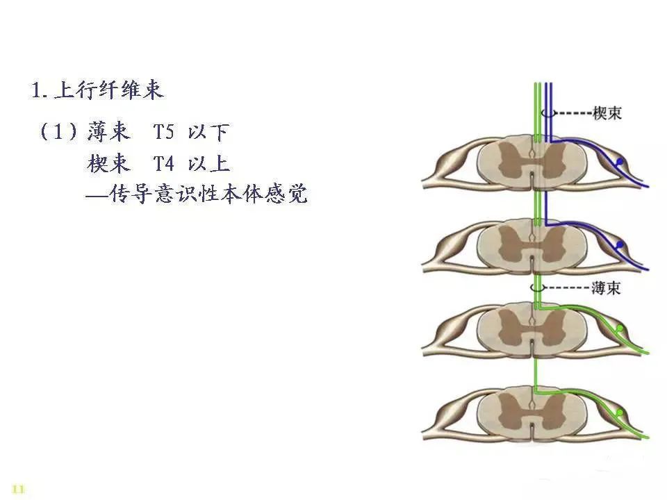 神经系统脊髓解剖图