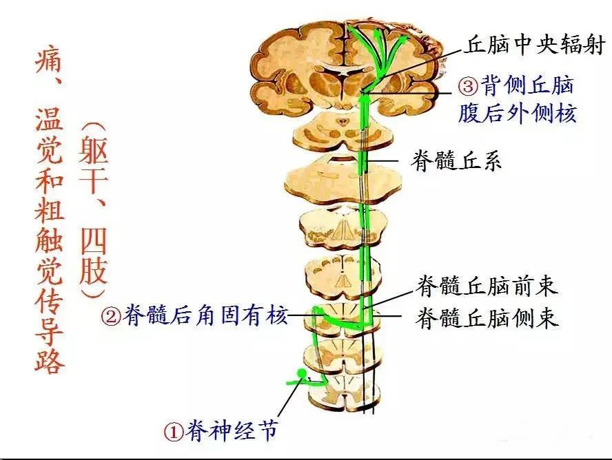 神经系统 脊髓-解剖图