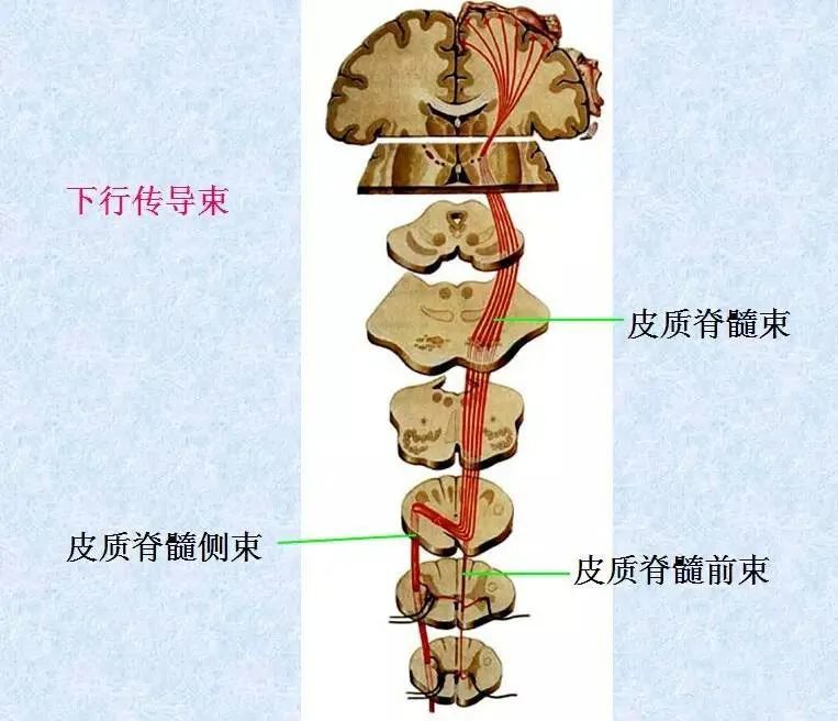 神经系统 脊髓-解剖图