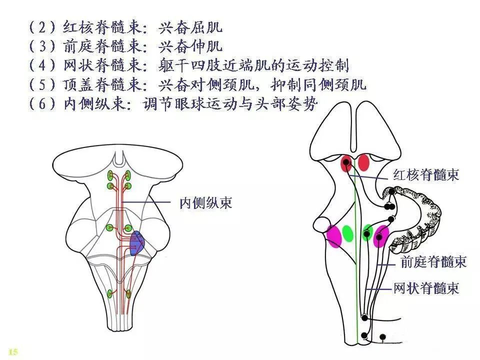 神经系统脊髓解剖图