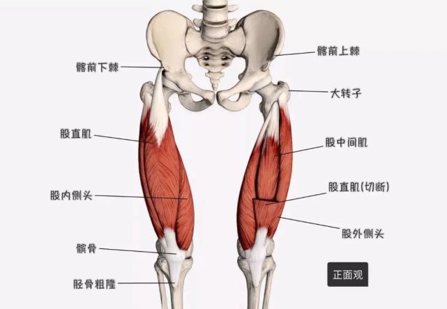 头组成,即:股直肌,股中间肌,股外侧肌和股内侧肌,四块肌肉联合肌腱