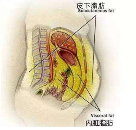 知俏:警惕,器官最怕的脂肪,它排第一!容易引发多种疾病!