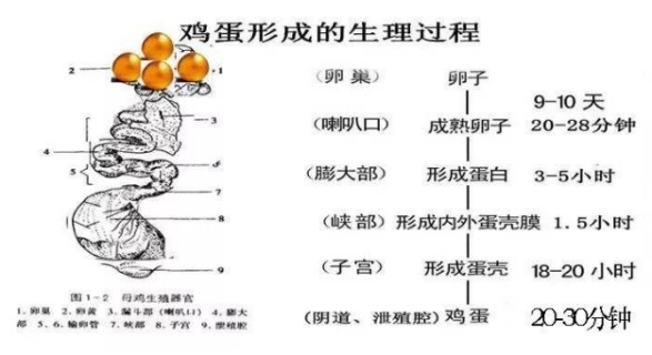 既然母鸡不需要交配也可以产蛋为何还需要公鸡