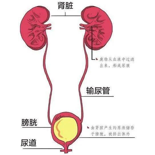 肾炎,结石,尿路感染,怎么买保险?泌尿系统疾病最全投保指南!