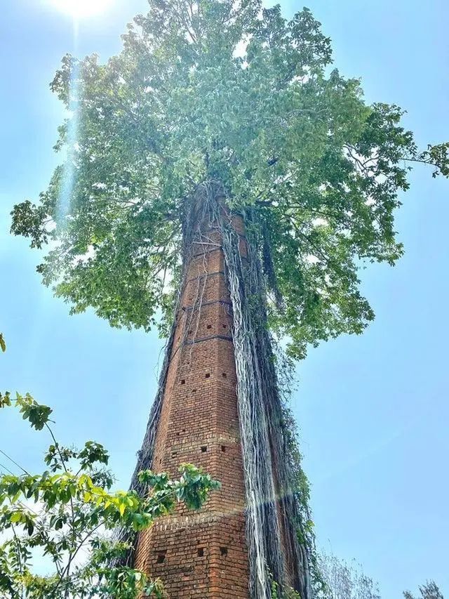 处,只要给它们一点点空间和资源,它们就能生根发芽,甚至长成参天大树!