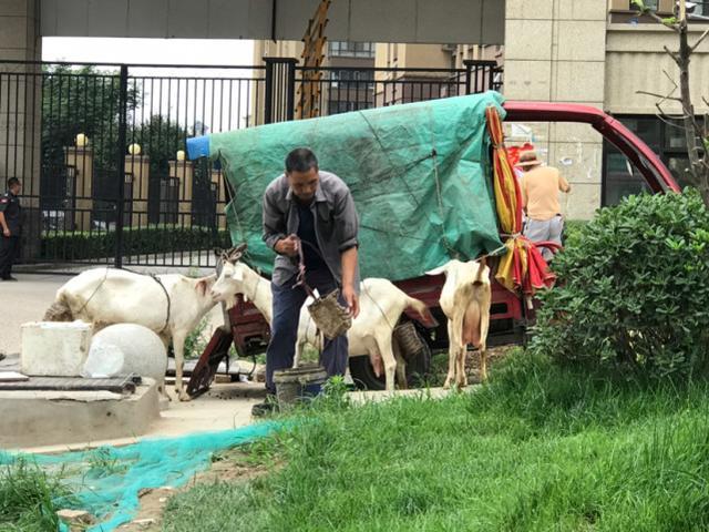 西安两岁幼童喝现挤羊奶患"布病",发现现挤羊奶可打12345举报