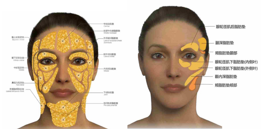 张琪:脂肪室在面部老化中的改变及临床应用