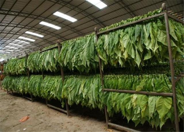 云南烟草计入GDP_云南烟草品牌图片