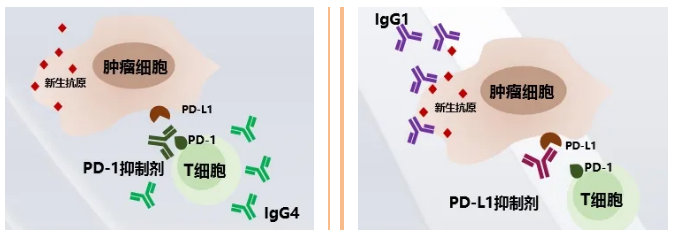 抑制pd1pdl1及tgfβ双通路在肿瘤治疗中的潜力