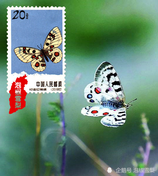 中国最珍贵的20种蝴蝶图片,帮你辨别蝴蝶还是蛾子
