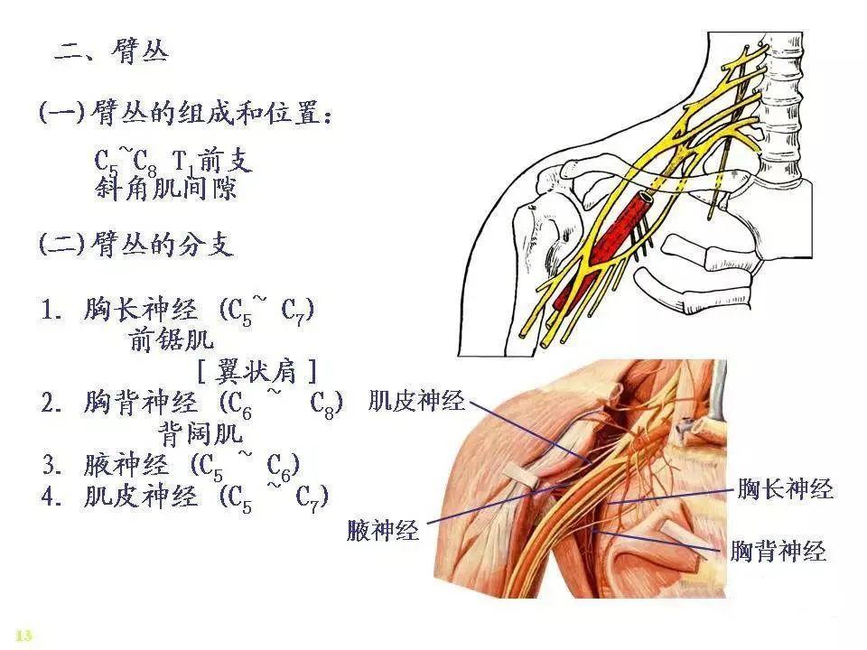 脊神经解剖图