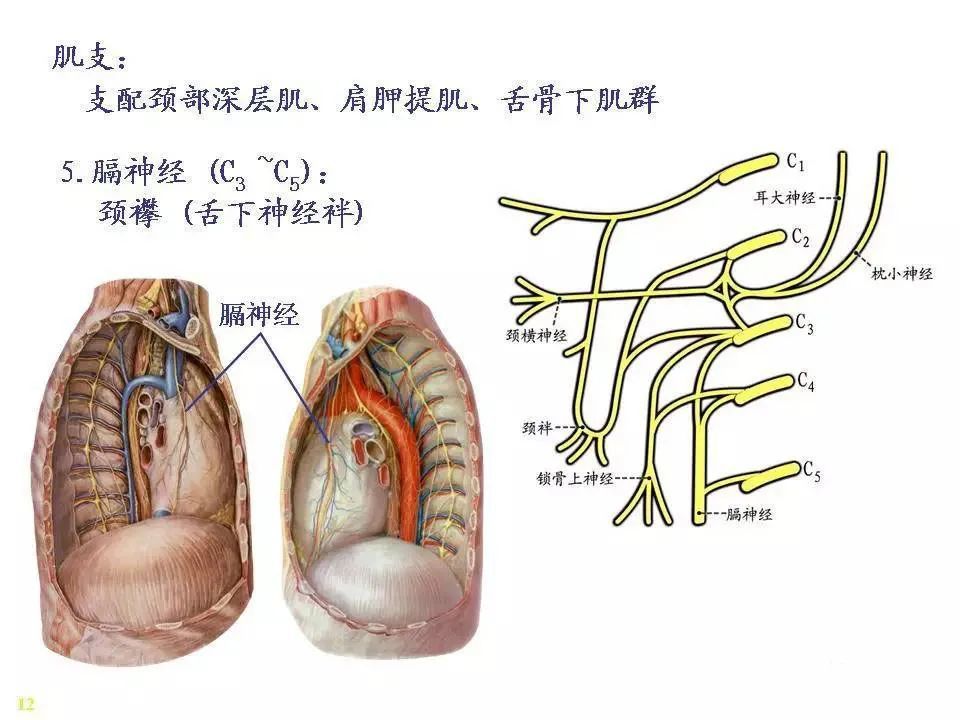 脊神经解剖图