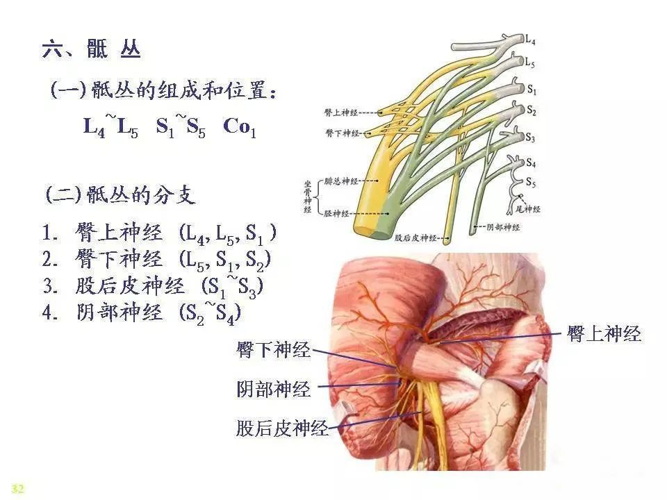 脊神经解剖图