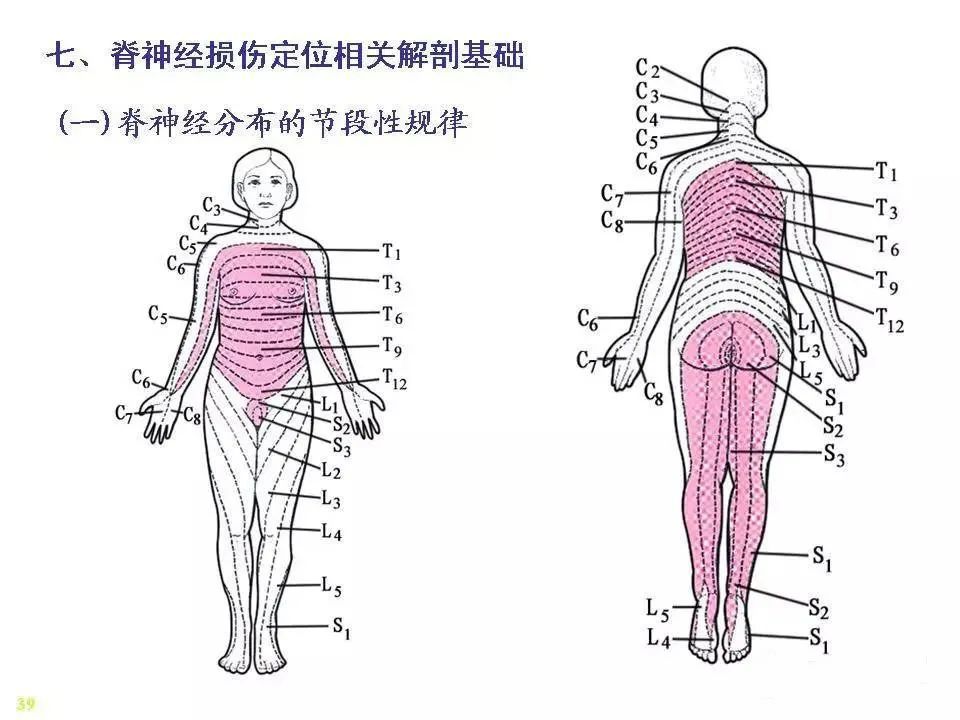 脊神经解剖图