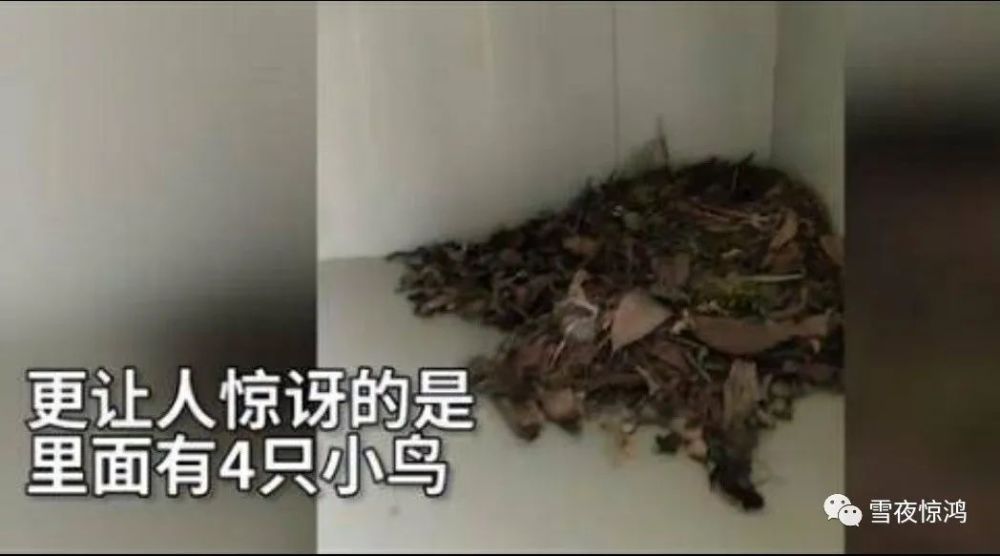 视频里一名女同学正颤颤惊惊地拿筷子去夹老鼠崽,不料没夹稳,老鼠崽