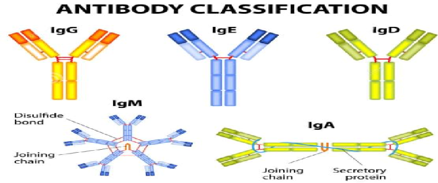 人体含量从高到低:igg>iga>igm>igd>ige其中最重要的免疫球蛋白类型是