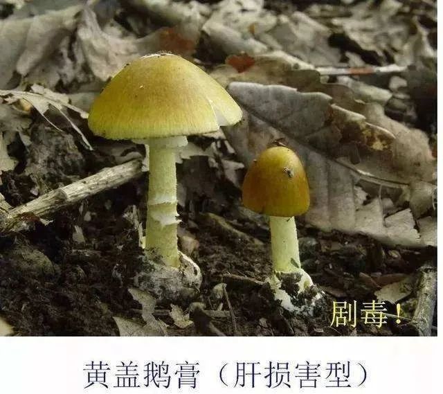 【健康微课堂】珍爱生命,远离毒蘑菇