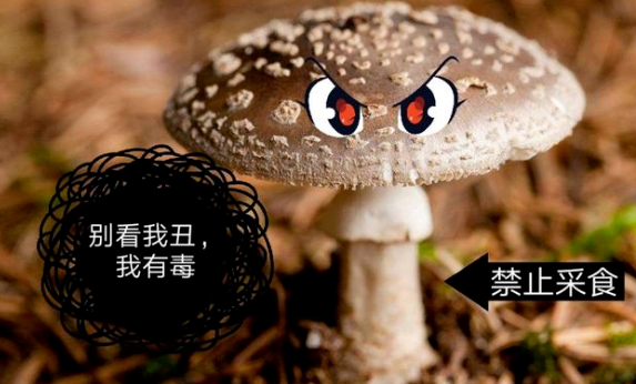 【健康微课堂】珍爱生命,远离毒蘑菇