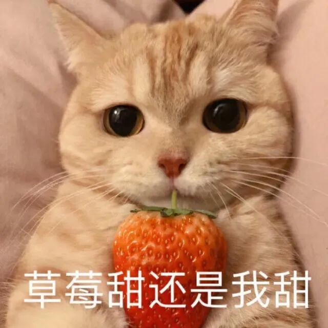 猫咪表情包猫咪头像