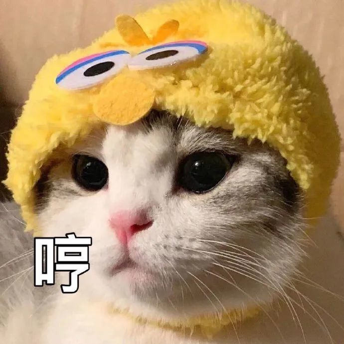 猫咪表情包猫咪头像