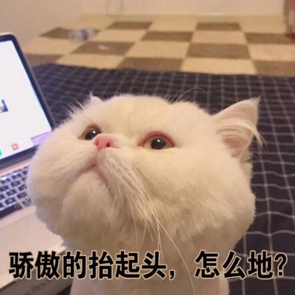 猫咪表情包猫咪头像