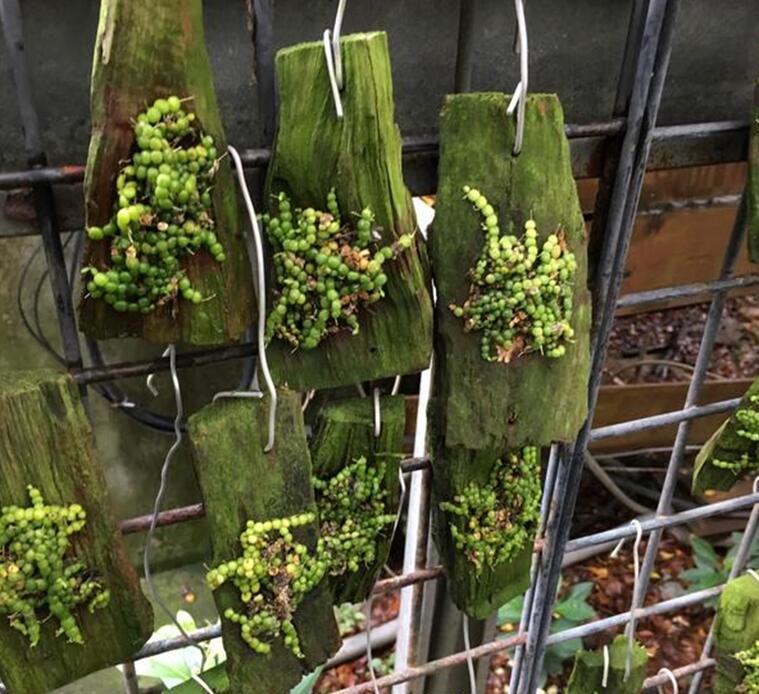 迷你兰花—绿豆豆兰,欣赏还需备"放大镜,直径才0.5厘米!