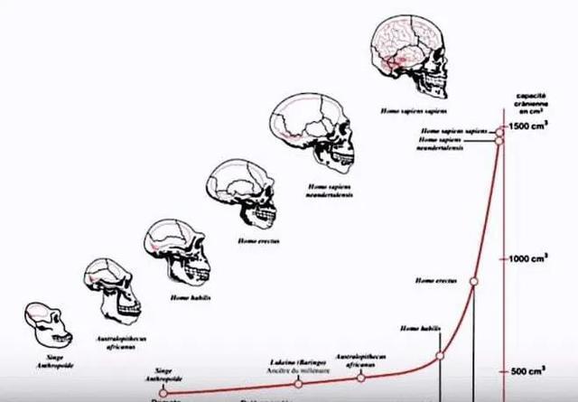 人类大脑进化,图片来自carnivoreaurelius
