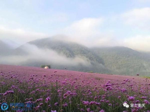 重庆巫溪:红池坝景区——秋高气爽 游客徜徉"花的海洋"