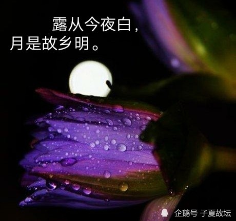 露从今夜白,月是故乡明