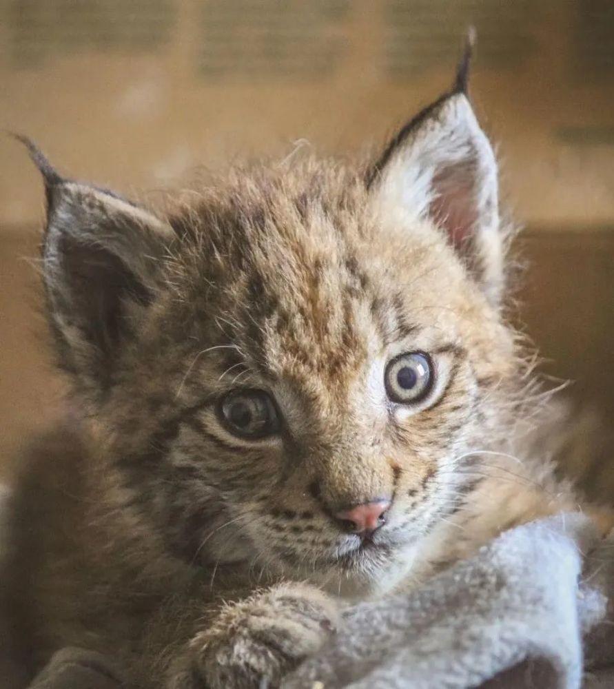 成功获救后被二哈带大的小猞猁,猜猜会拆家不?