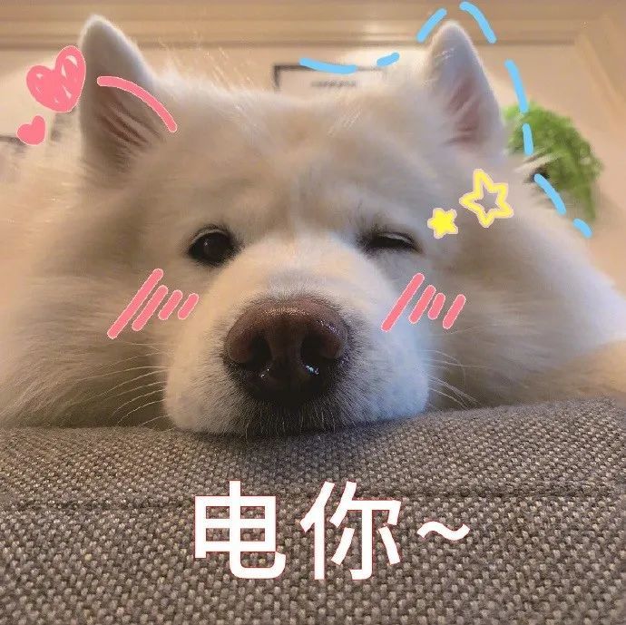 萌萌哒的小动物可爱表情包