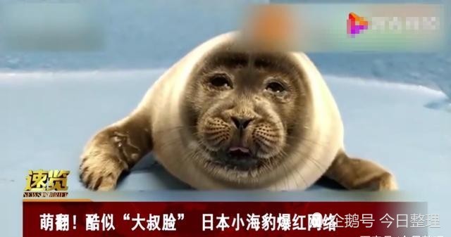 萌翻!日本小海豹酷似大叔脸爆红网络,原来这就是水汪汪的大眼睛