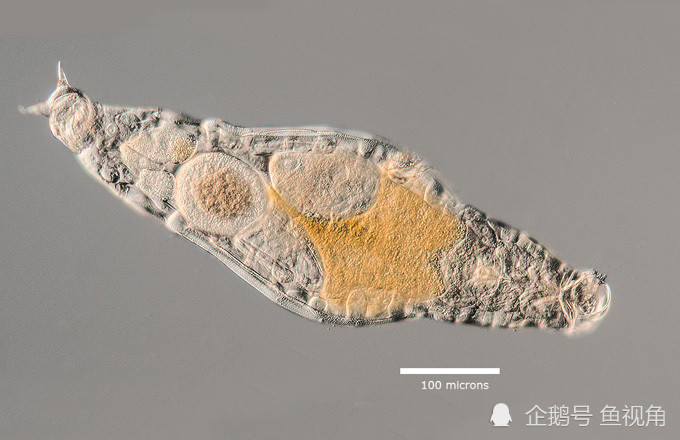 生存了8000万年,只有雌性的轮虫表示不服!