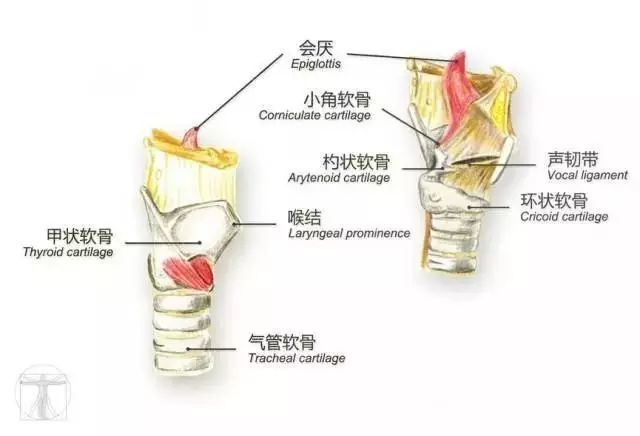 杓状软骨 腾讯网