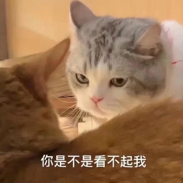 一组猫猫表情包