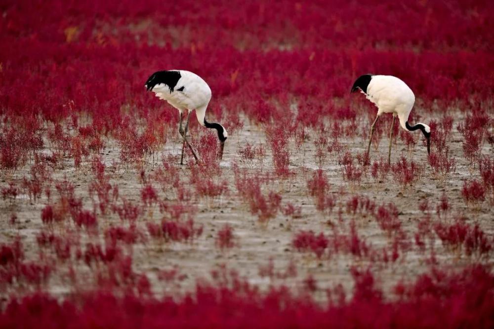 丹顶鹤(grus japonensis)国家Ⅰ级保护动物,发现于大连庄河市东部黄海