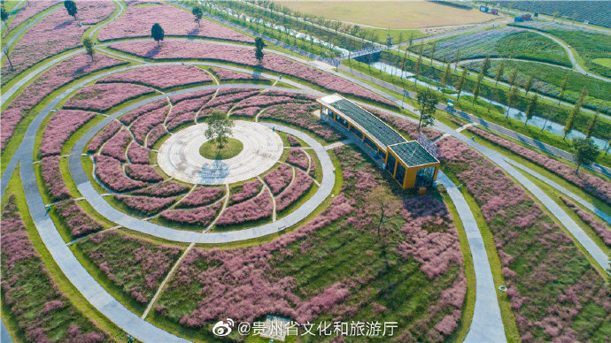 航拍山里江南粉黛花海
