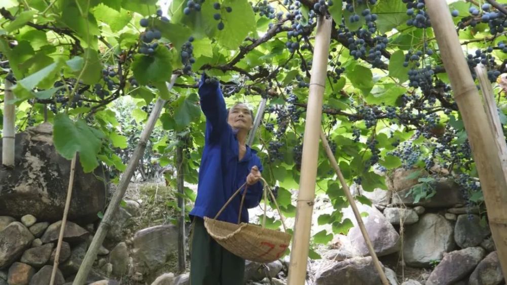 溪塔刺葡萄熟了!赏玩"中国最美葡萄沟,现在去正好!