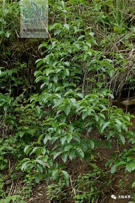 为卫矛科植物大芽南蛇藤的根,茎,叶. 春,秋季采收,切段晒干.