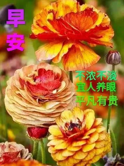 2021秋季早安祝福语 好看的早安问候语动态图,漂亮的大家早上好问候语