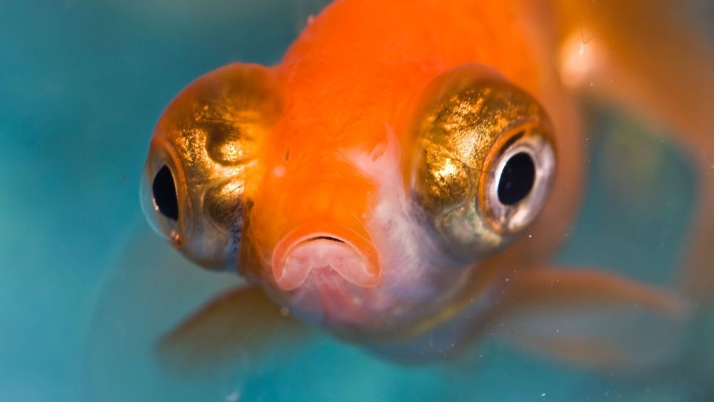 鱼眼成像与鸟类或哺乳动物有点类似,甚至大多数鱼类都有色觉.