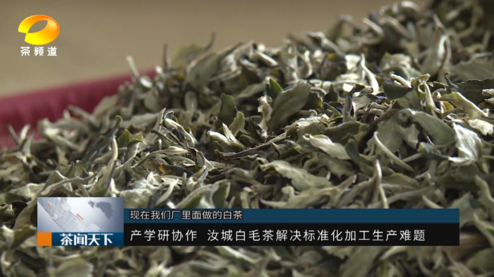 茶悦三湘·汝城白毛茶:历史名茶差点消失?科技助力茶产业重焕生机