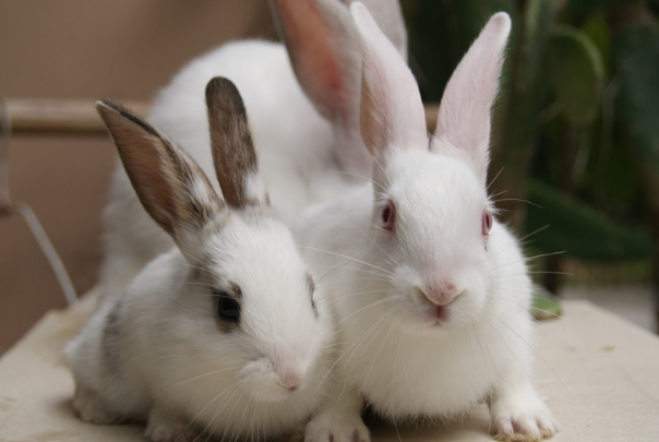 属兔的和他在一起最搭配,幸福甜蜜一生,老天爷看了都红眼!